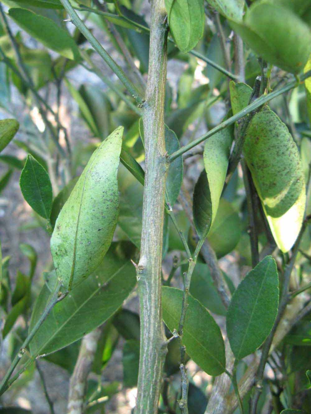              Second - third year twig (Winter Haven, FL)       